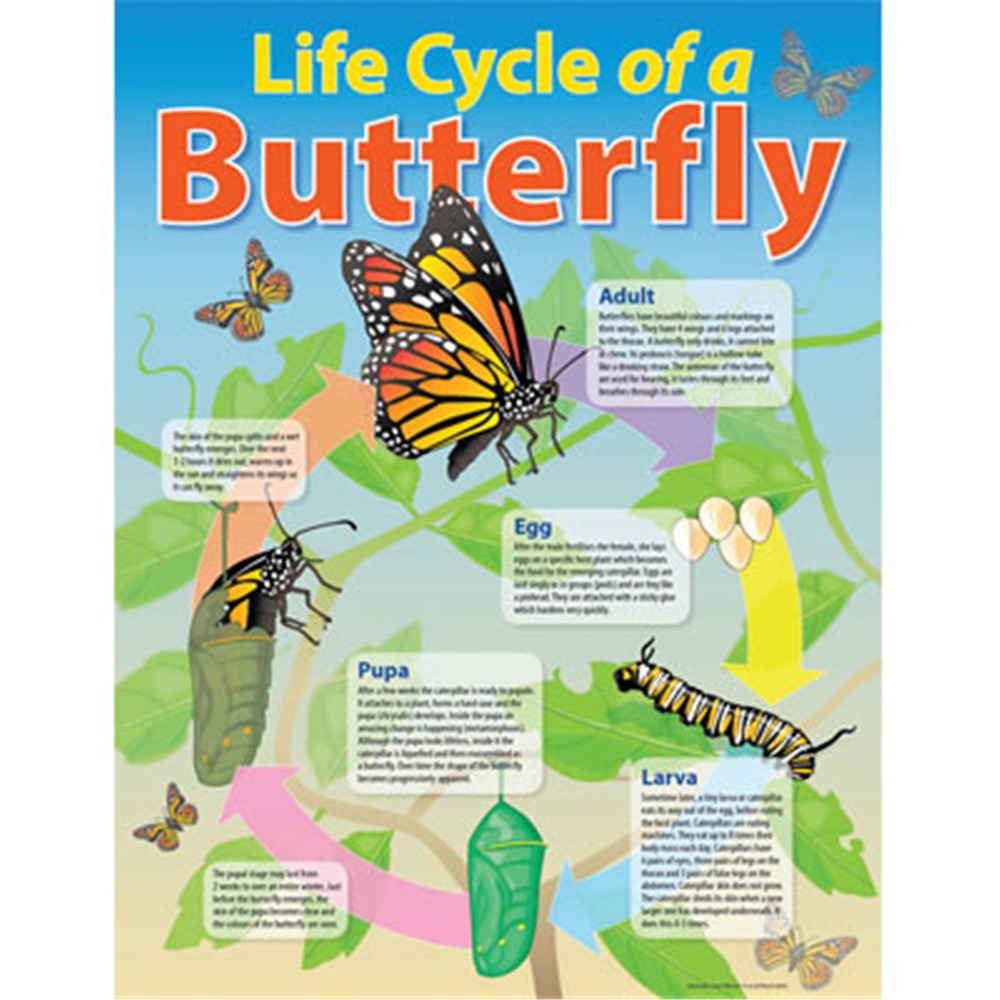 Monarch Butterfly Life Cycle Chart