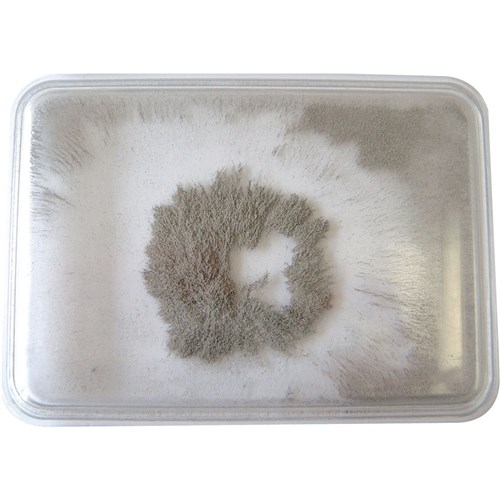 ZCM50190 Iron Filings Bubble Kookaburra Educational Resources one