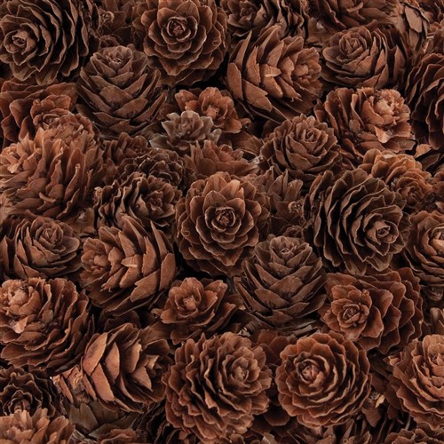 zcrnp035 pine cones mini 190g kookaburra educational zcrnp035 pine cones mini 190g kookaburra educational