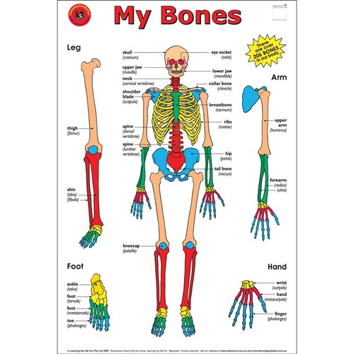 Bone Chart