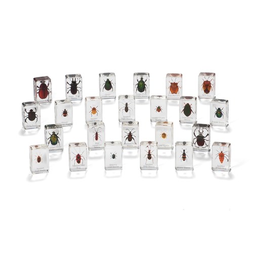 ZKBKB2216 Mini Beasts Set Beetles and Bugs Kookaburra Educational