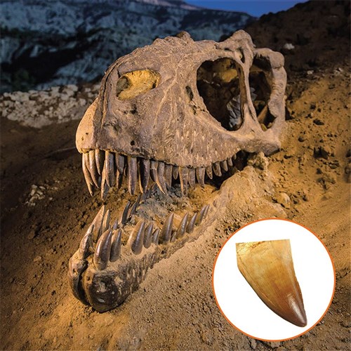 ZUGNGDINO National Geographic Dinosaur Dig Fossil Kit Kookaburra