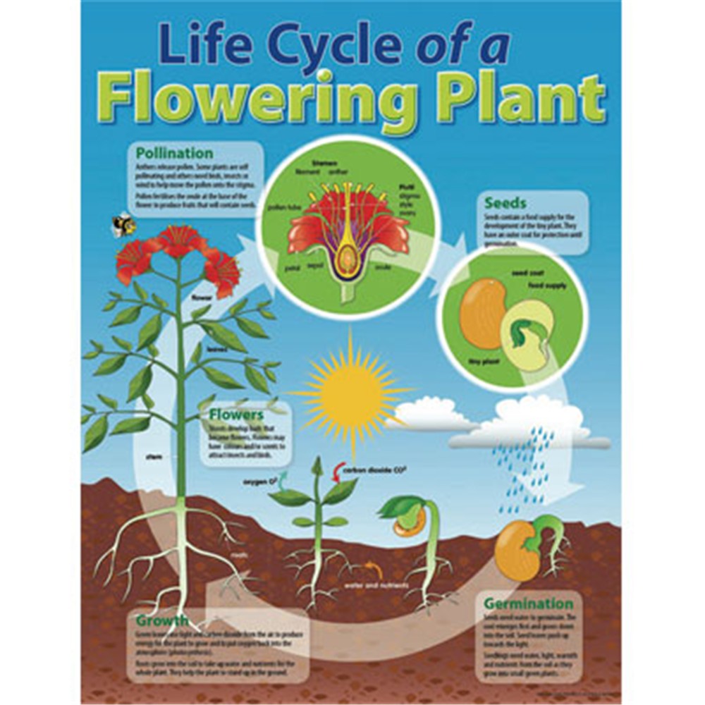 ch6358 chart life cycle of a plant kookaburra plant life cycle chart
